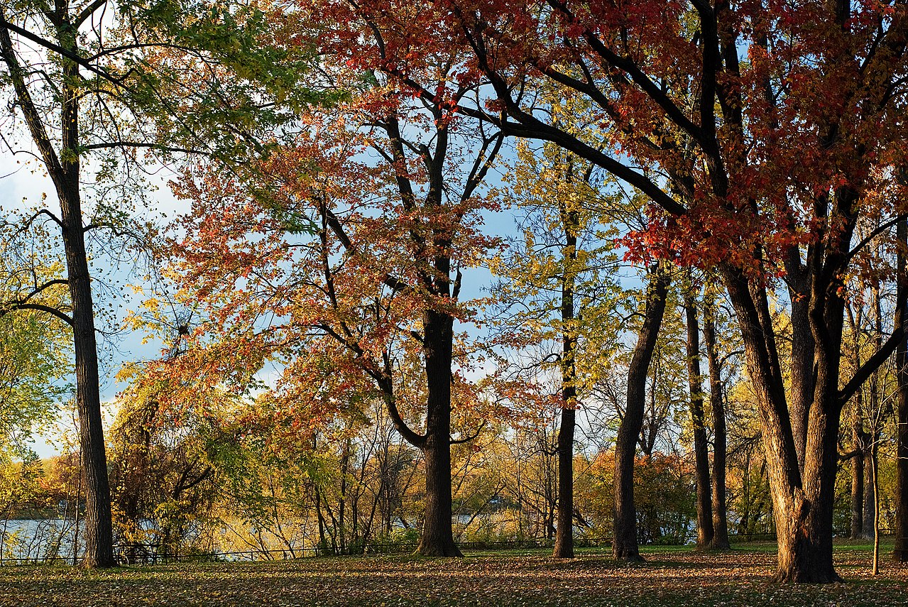 Le parc Nicolas-Viel en automne, au bord de la rivière des Prairies
