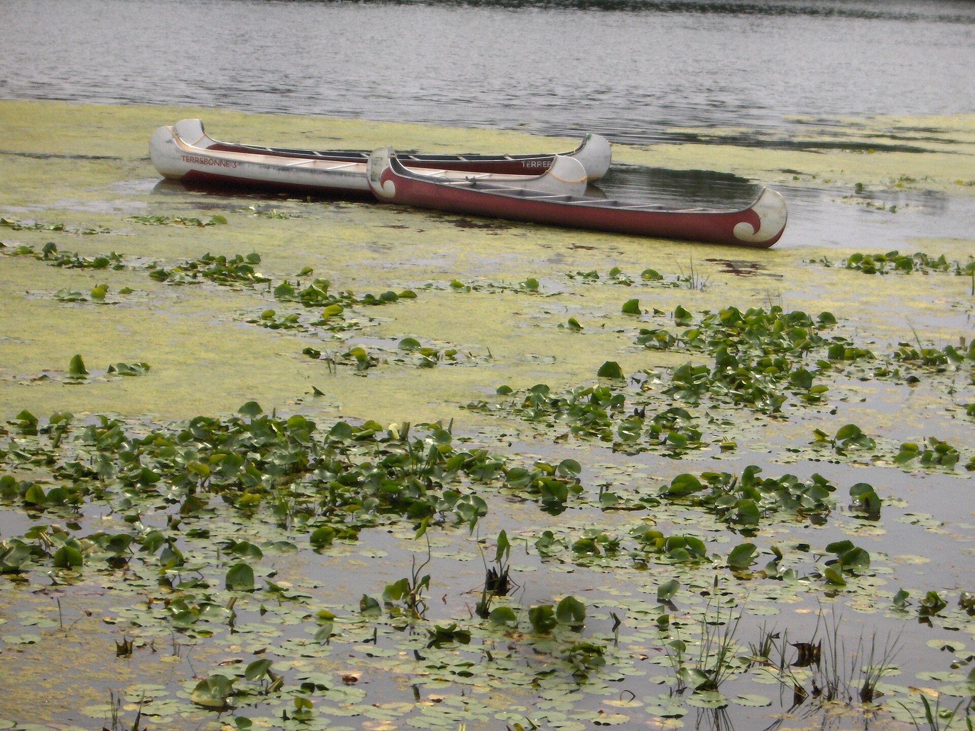 Des canots rabaskas amarrés parmi les nénuphars sur la rivière des Mille Îles