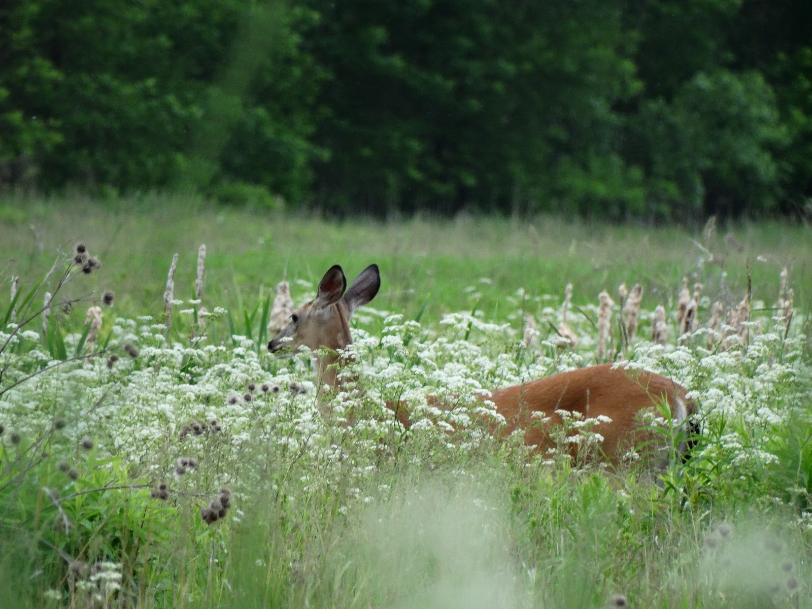 Cerf de Virginie dans les hautes herbes au parc national des Îles-de-Boucherville