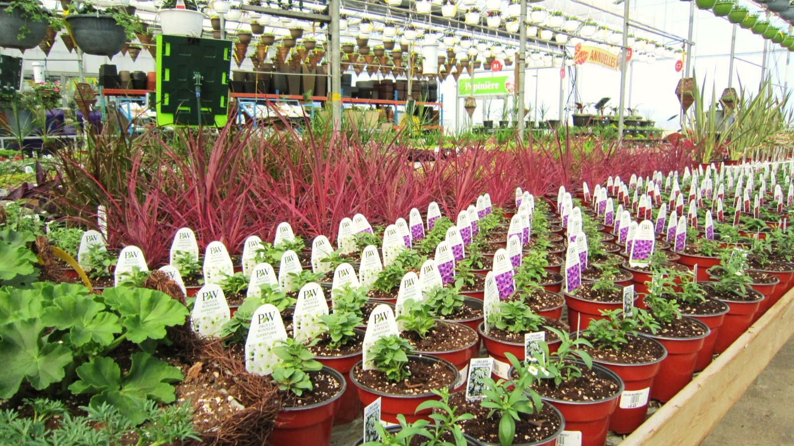 Serres remplies de fleurs annuelles dans une jardinerie de Fabreville, à Laval