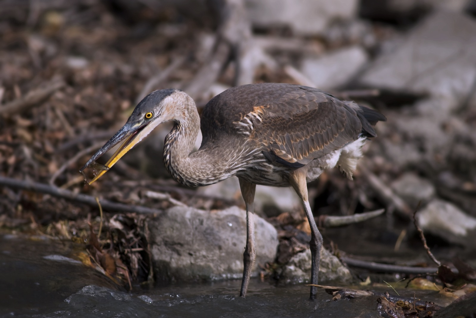 Un grand héron qui pêche sur la berge de la rivière des Mille Îles