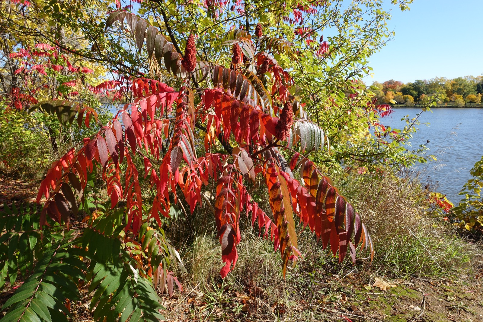 Un sumac en couleurs d'automne au bord de l'eau, à la berge Délia-Tétreault de Pont-Viau