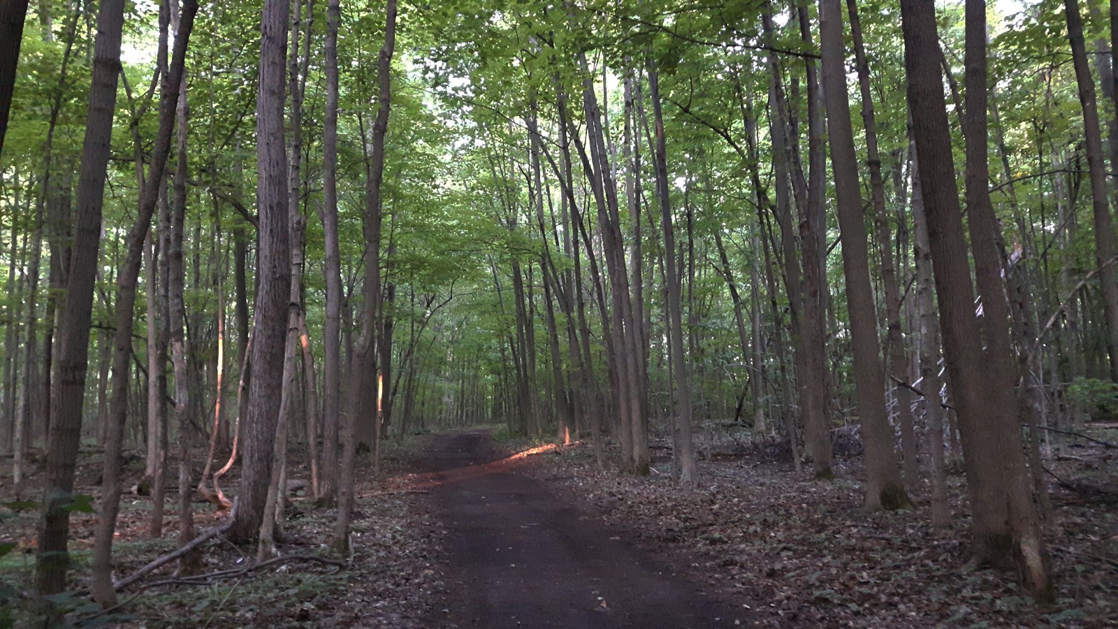 Sentier dans la forêt Fernand-Seguin, au cœur du corridor vert Châteauguay-Léry