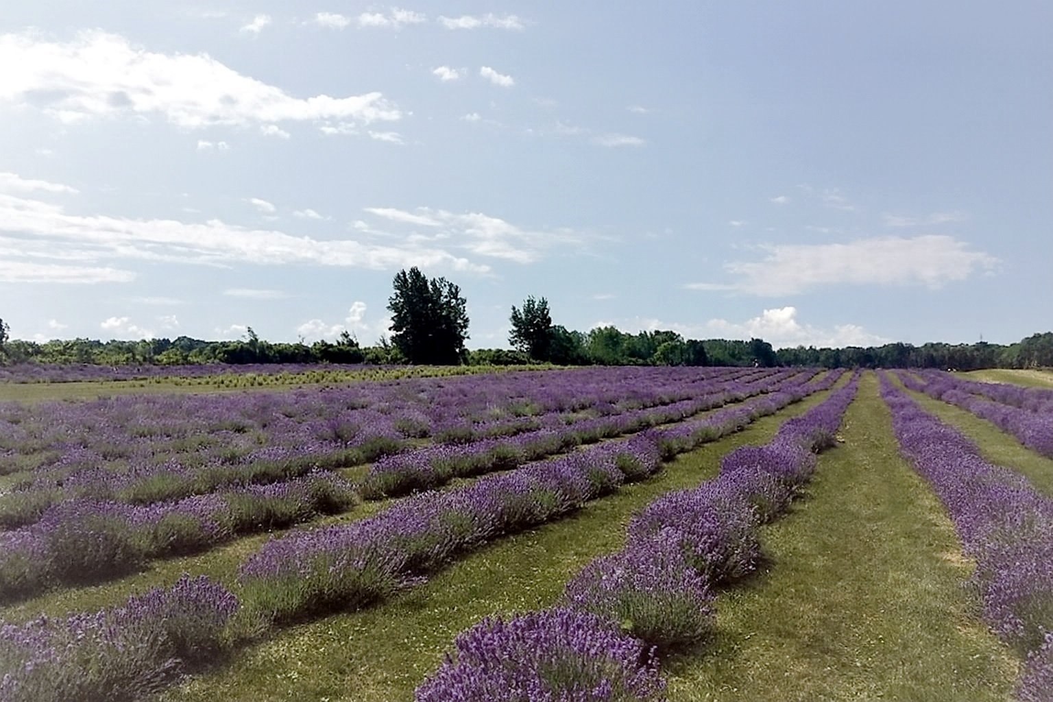 Champ de lavande en fleurs à Saint-Eustache