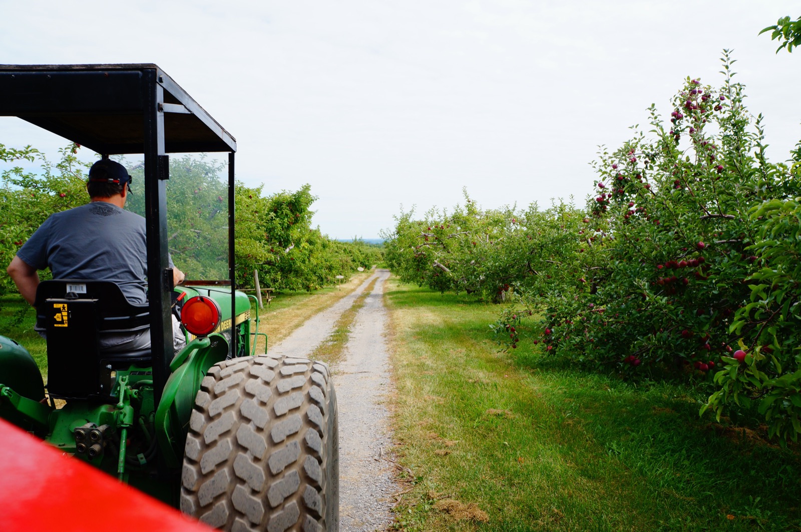 Tour de tracteur dans les allées d'un verger de Saint-Joseph-du-Lac pendant l'autocueillette
