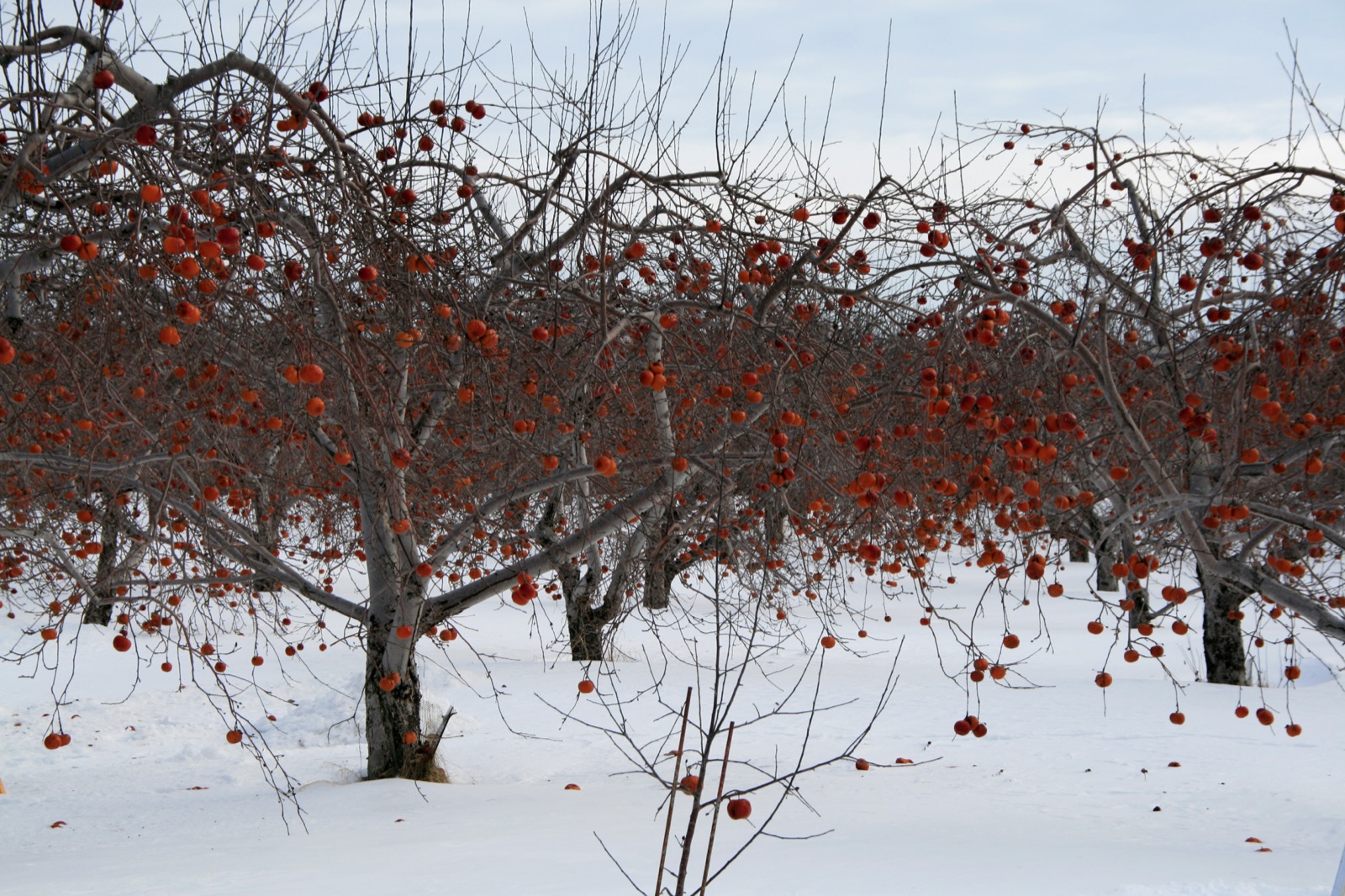 Pommes laissées sur les arbres dans la neige pour la production de cidre de glace au verger Lafrance