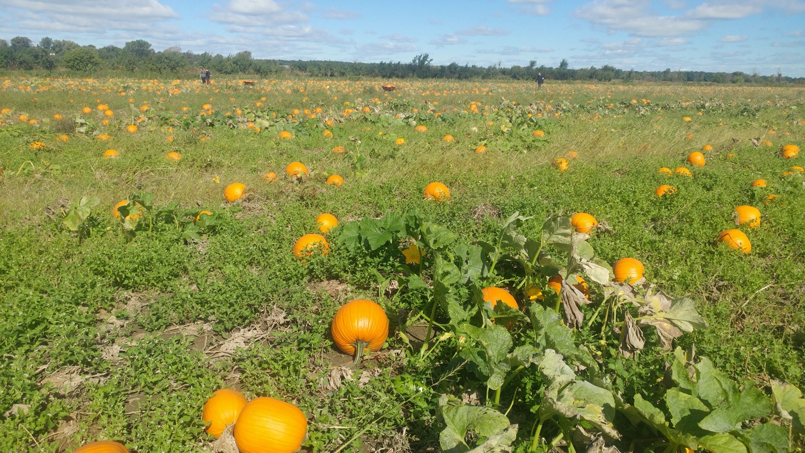 Champ de courges au centre d'interprétation de la courge, à Saint-Joseph-du-Lac