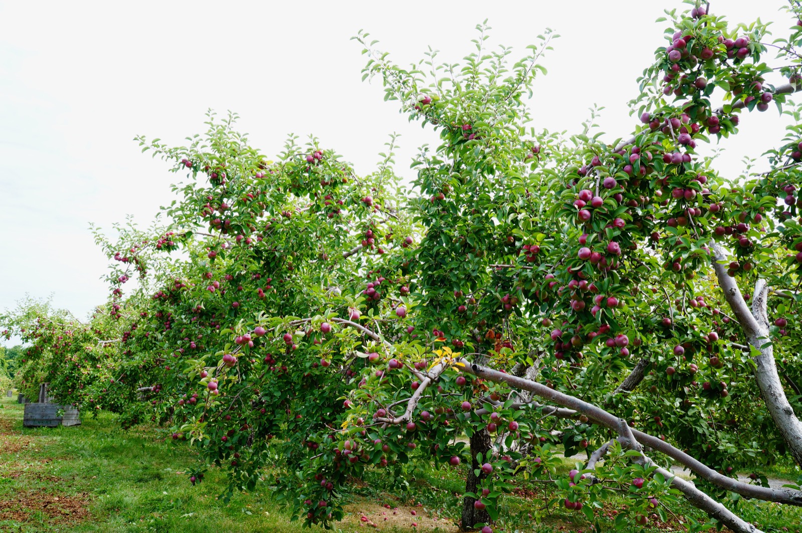 Rangs de pommiers McIntosh chargés de fruits dans un verger de Saint-Joseph-du-Lac