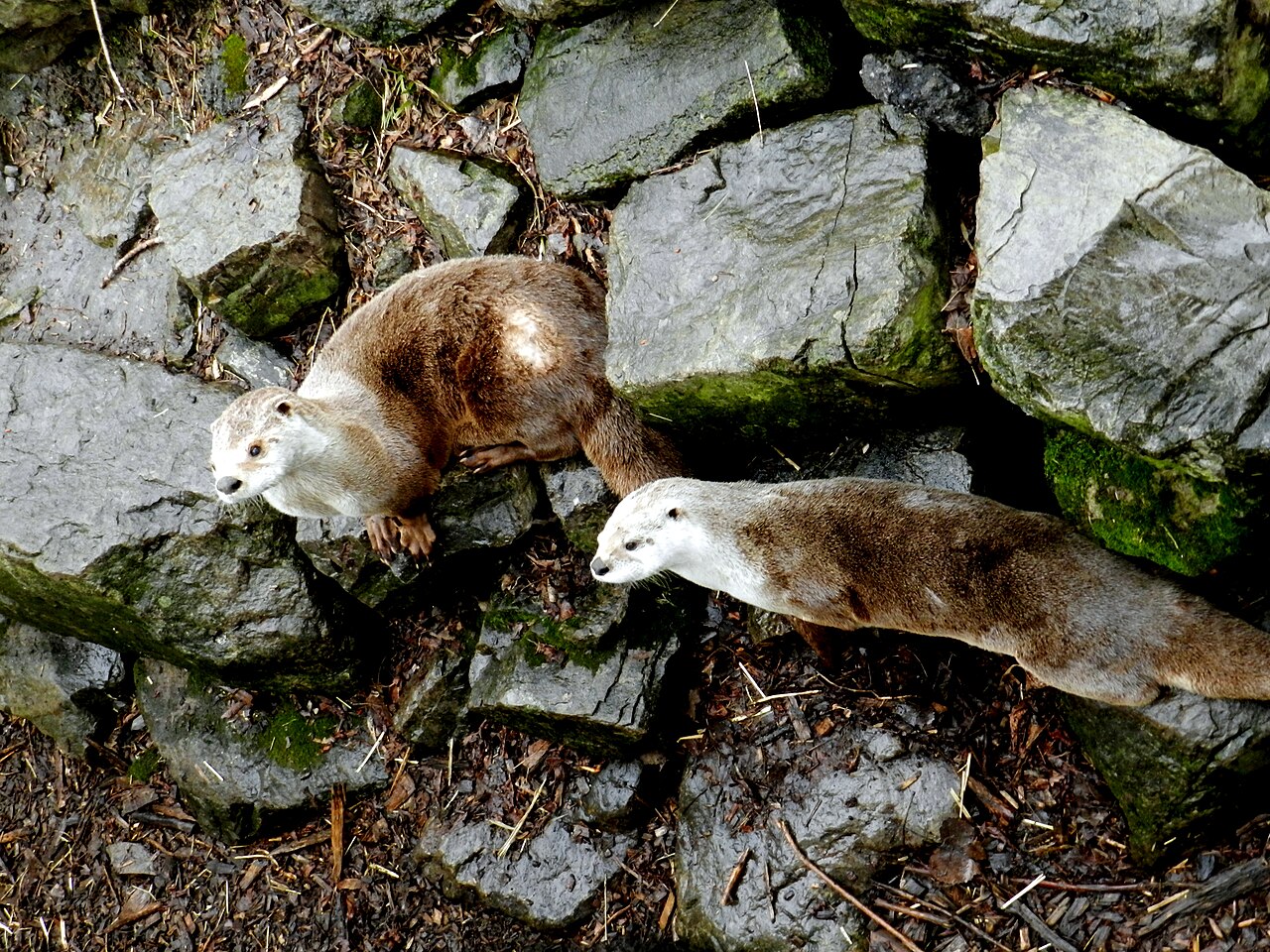 Des loutres de rivière dans leur habitat au Zoo Ecomuseum