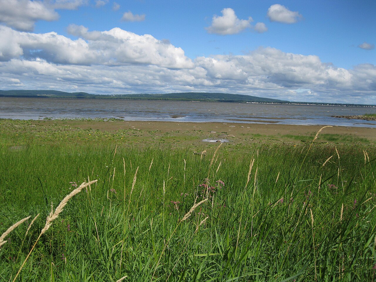 Rive naturelle herbeuse du lac des Deux Montagnes, à Senneville